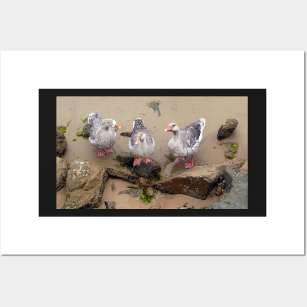 The Three Geese of Apollo Bay Wall Art by rozmcq